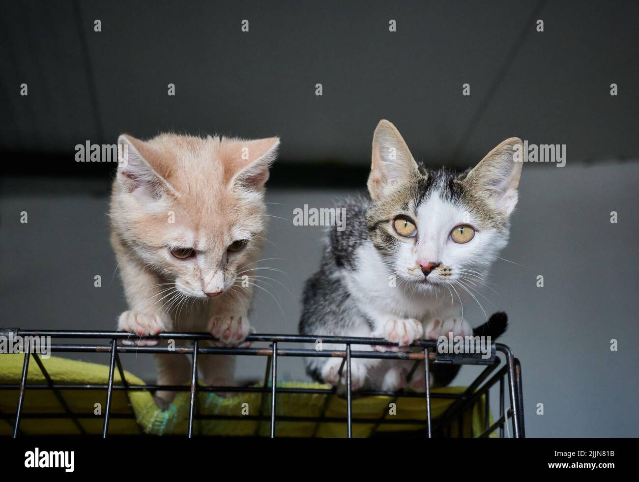 Un primo piano di due gatti in piedi su una struttura metallica su sfondo grigio Foto Stock