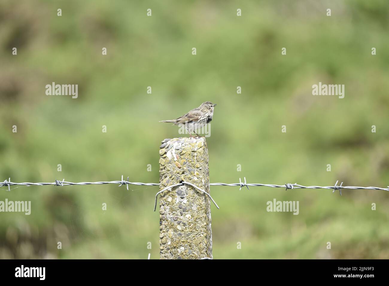 Meadow Pipit (Anthus pratensis) arroccato nel profilo destro sulla parte superiore di un montante di pietra contro uno sfondo verde in un giorno soleggiato sull'isola di Man, Regno Unito Foto Stock