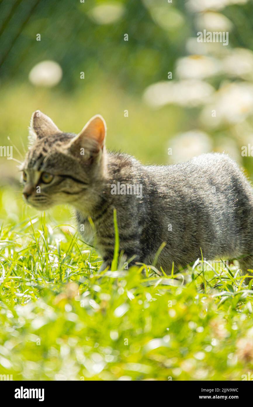 Osservazione del gatto mentre cammina nell'erba Foto Stock