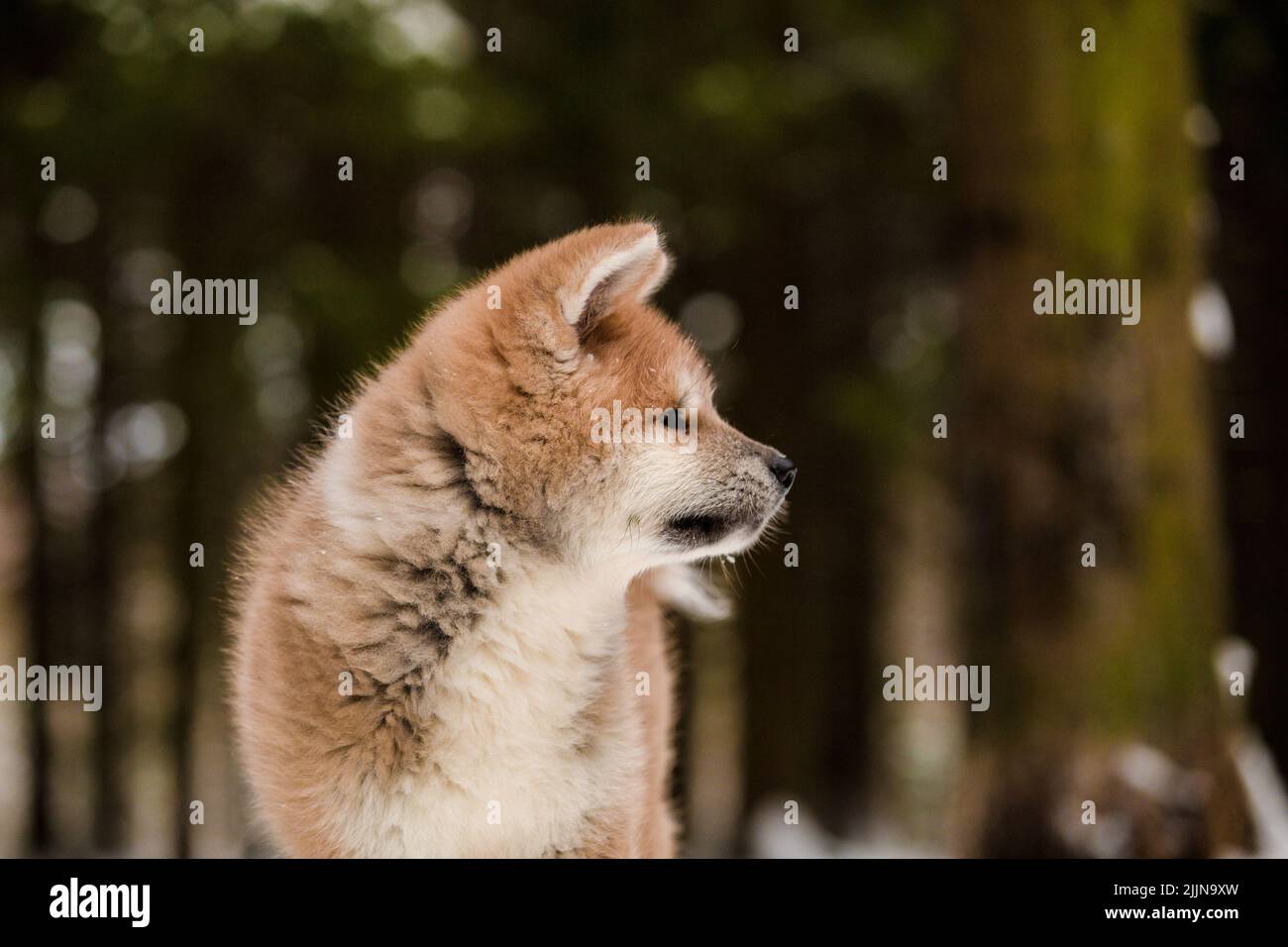 Un primo piano di un cane Akita isolato su uno sfondo sfocato Foto Stock