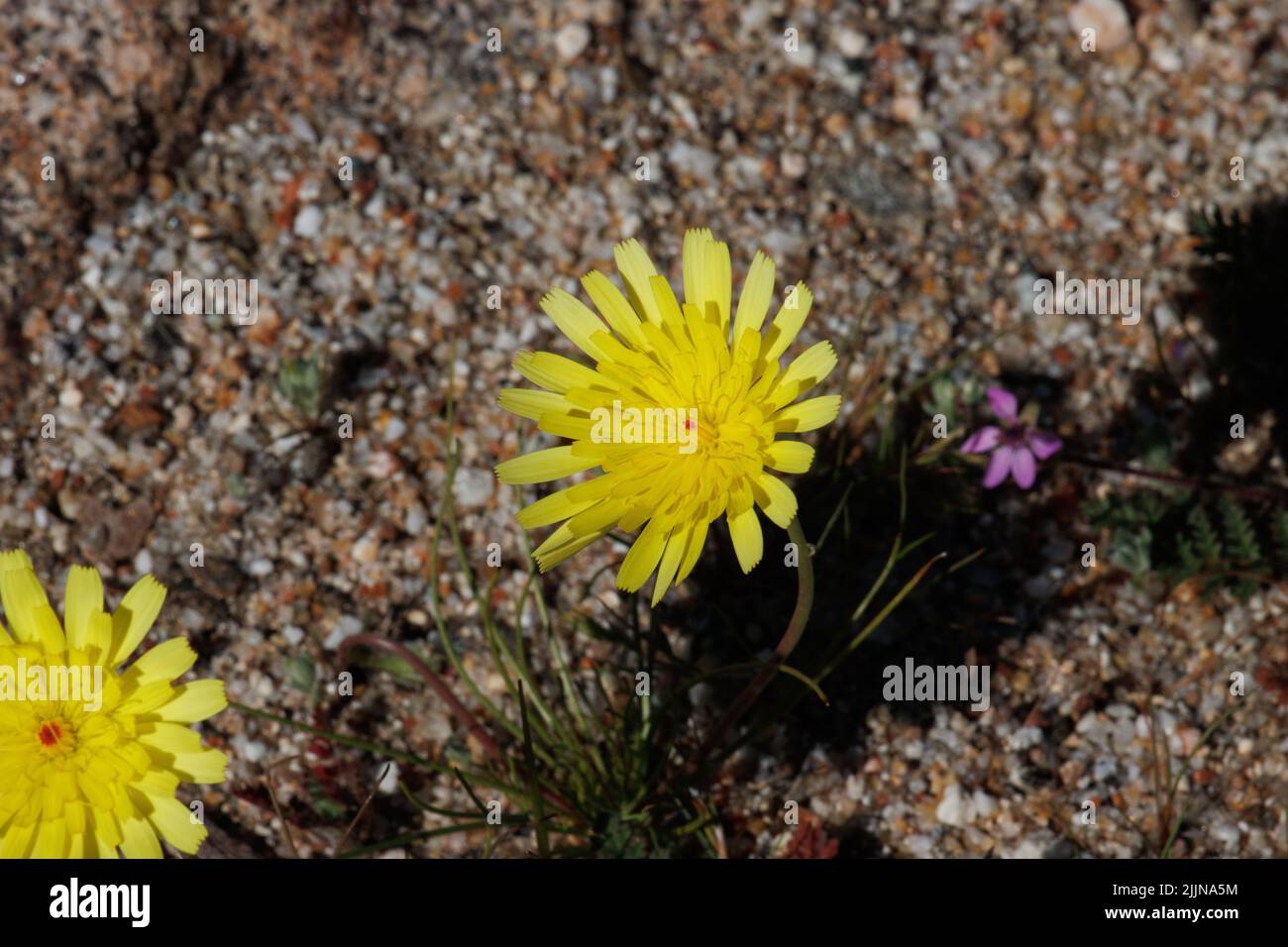 Giallo fioritura racemose testa liguliflorosa infiorescenza di Malacothrix glabrata, Asteraceae, nativo annuale nel deserto di Anza Borrego, Springtime. Foto Stock