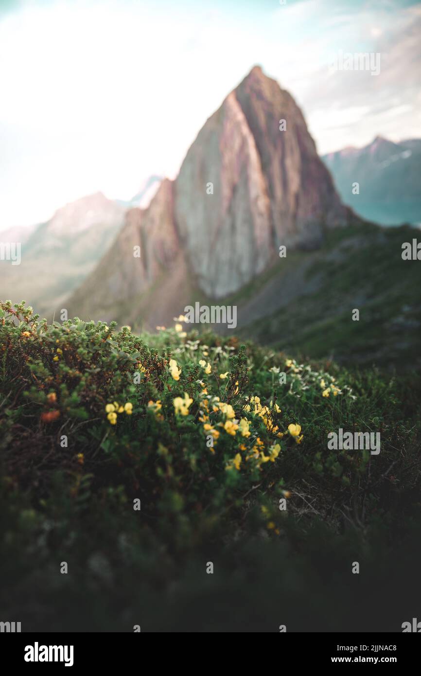 Una vista panoramica del monte Segla sull'isola di Senja, Norvegia Foto Stock