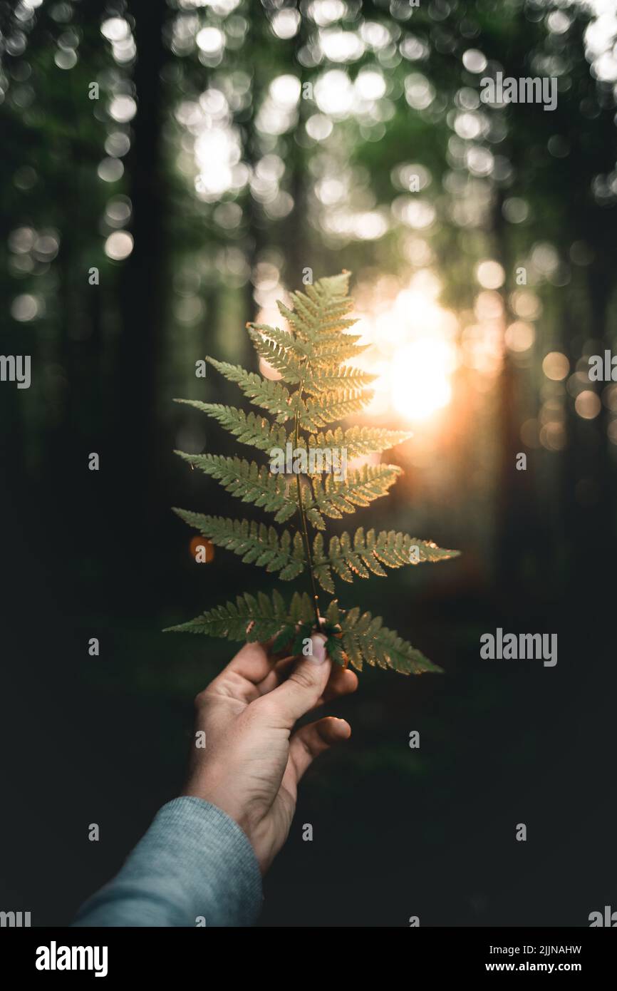 Un primo piano verticale di una mano che tiene una foglia di felce verde contro la luce solare in una foresta Foto Stock