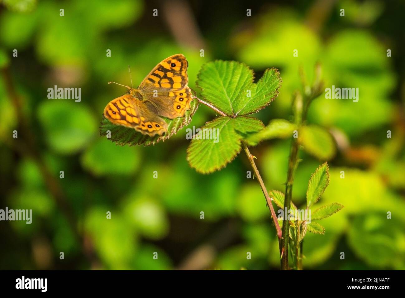 Un primo piano di una farfalla di legno macchiato (Pararge aegeria) su una foglia verde Foto Stock