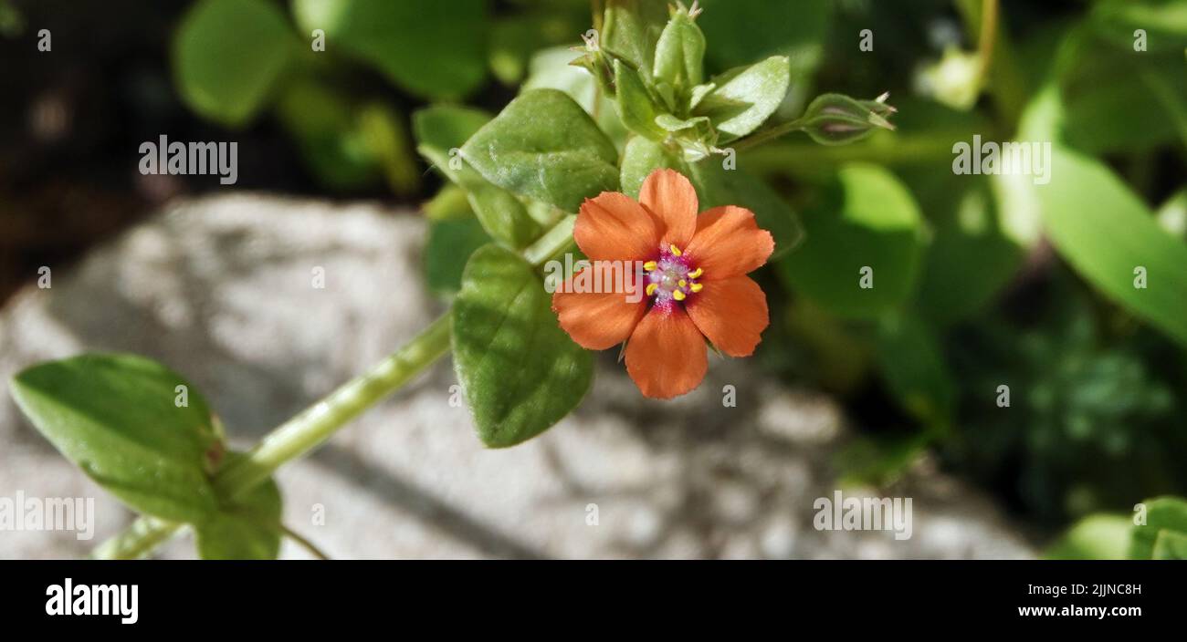 Fiori a tempo pieno colore campo primo piano Foto Stock