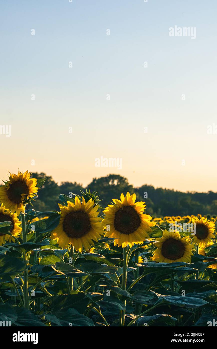 Girasoli campo paesaggio durante il tramonto Foto Stock