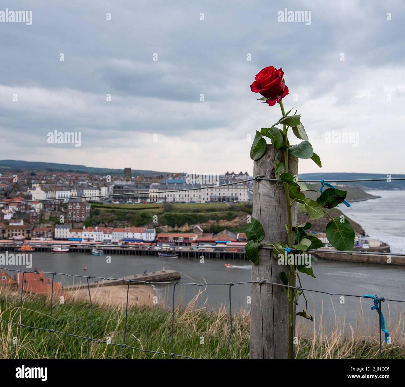 Una bella rosa rossa che cresce lungo il palo di legno della recinzione con un paesaggio urbano sul lago sullo sfondo Foto Stock