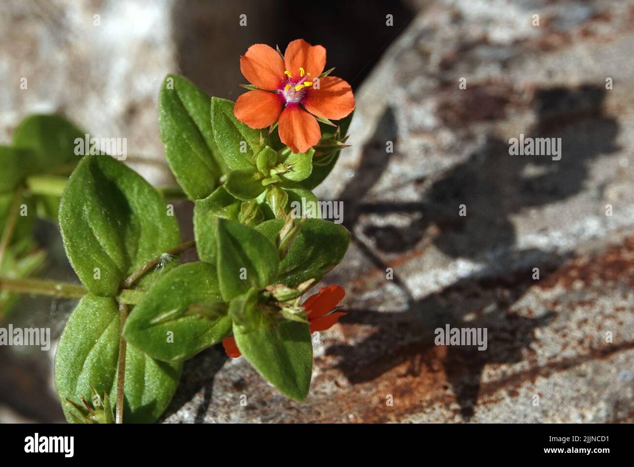 Fiori a tempo pieno colore campo primo piano Foto Stock