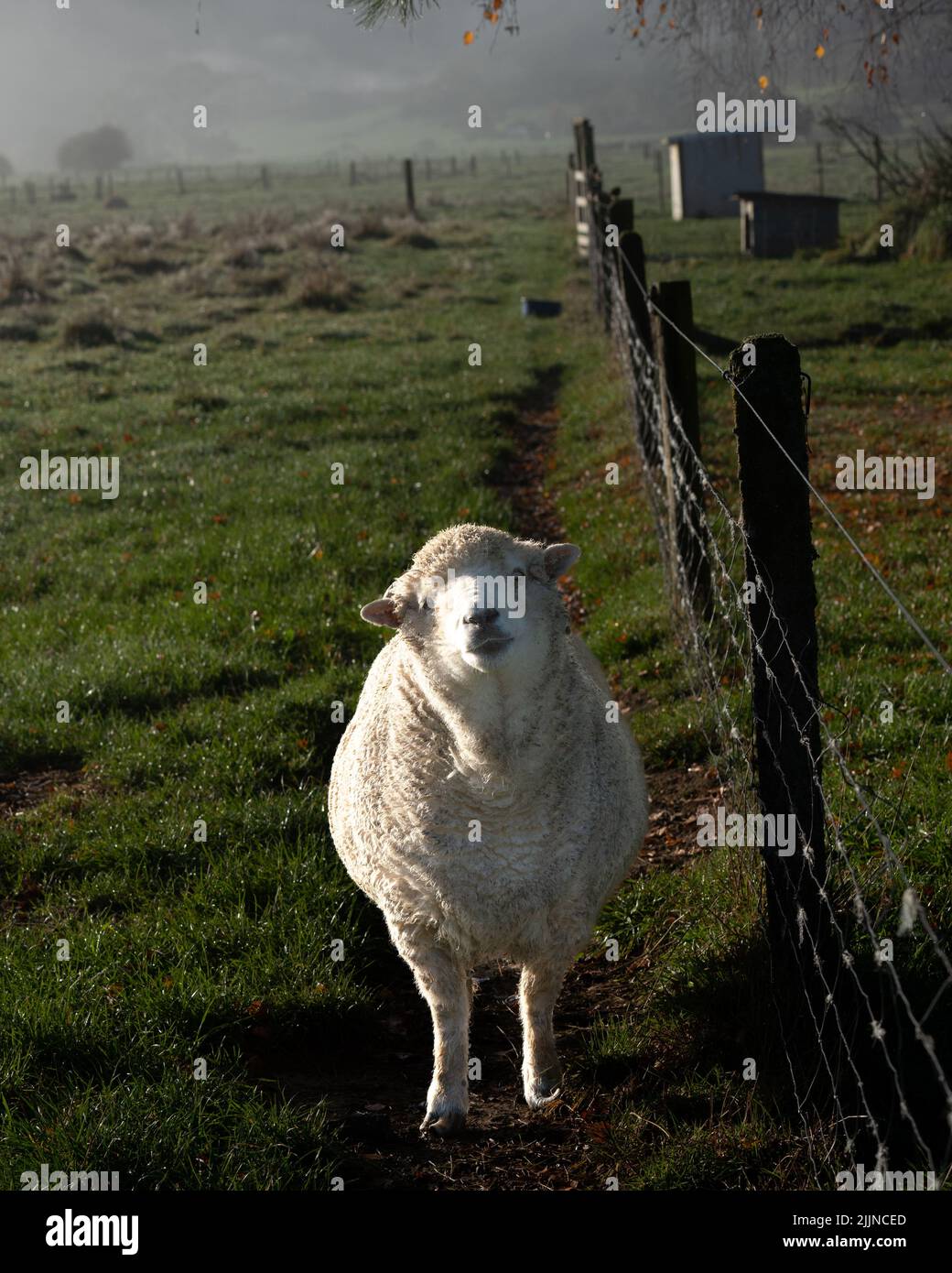 Un colpo verticale di una pecora bianca in Smith Farm, Picton, Nuova Zelanda Foto Stock