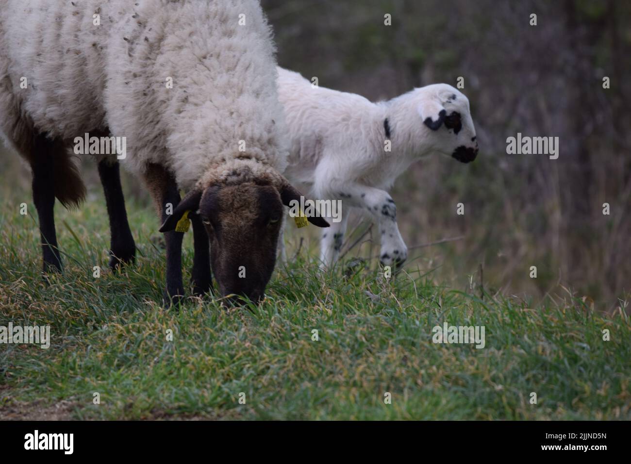 Un selettivo di pecora in erba verde Foto Stock