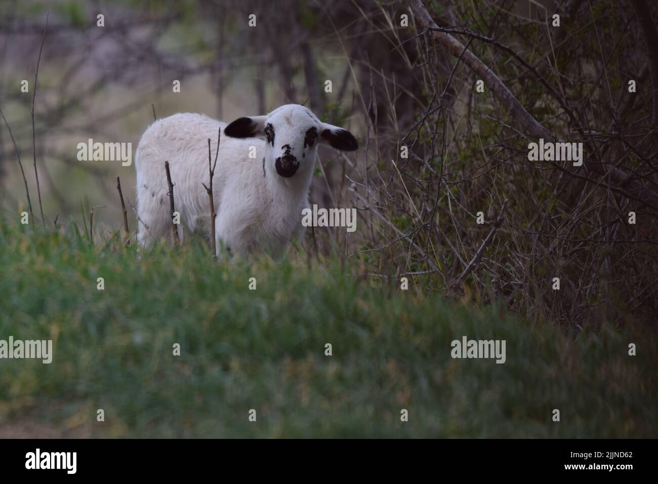 Un selettivo di pecora in erba verde Foto Stock