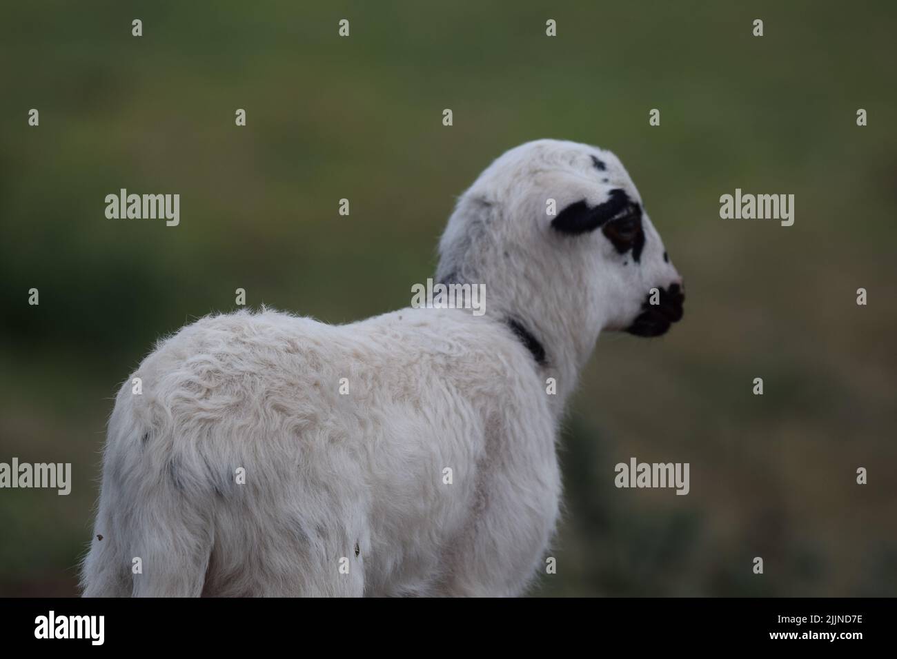 Un selettivo di pecora in erba verde Foto Stock