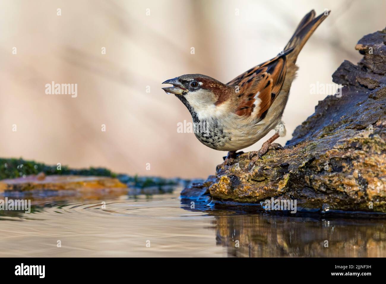 Maschio Casa Sparrow, Passer addomesticus, bere in un ruscello arroccato su un ceppo. Spagna Foto Stock