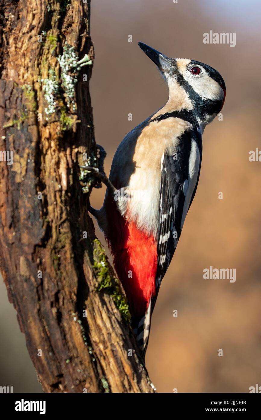 Uomo Grande Spottato Woodpecker, Dendrocopos Major, arroccato su un tronco coperto di muschio e licheni su uno sfondo uniforme di luce. Spagna Foto Stock