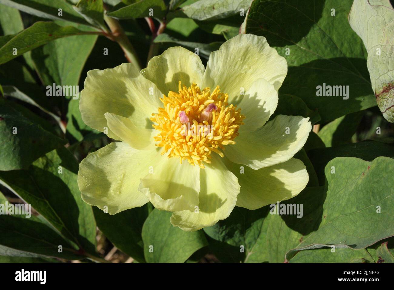 Peony caucasico (Paeonia mlokosewitschii) fiore. Foto Stock