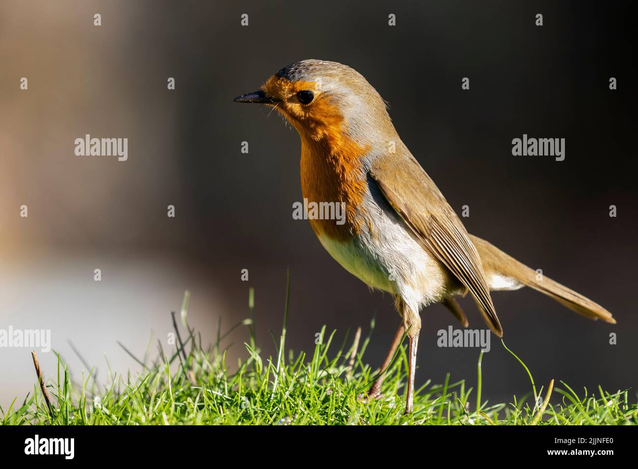 Erithacus rubecula (europeo robin) arroccato in erba alla ricerca di cibo Foto Stock