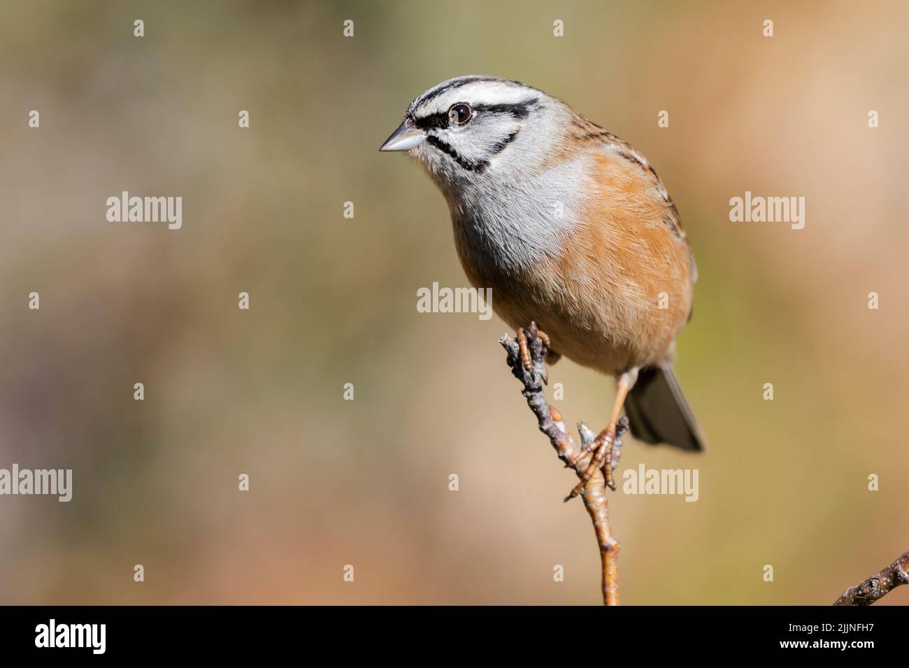 Emberiza cia (Rock Bunting), uccello singolo su ramo su sfondo arancione uniforme, Spagna Foto Stock