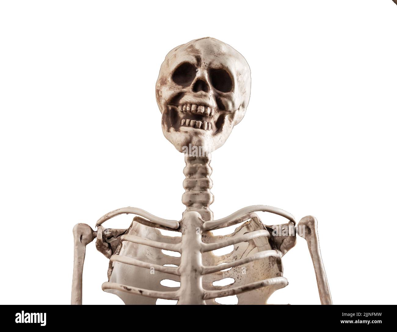 Modello di scheletro umano isolato su sfondo bianco. Cranio, vertebra, scapola, clavicola. Giorno di Halloween, concetto di anatomia. Strumento per analisi forensi, esami medici o anatomiche. Foto Foto Stock