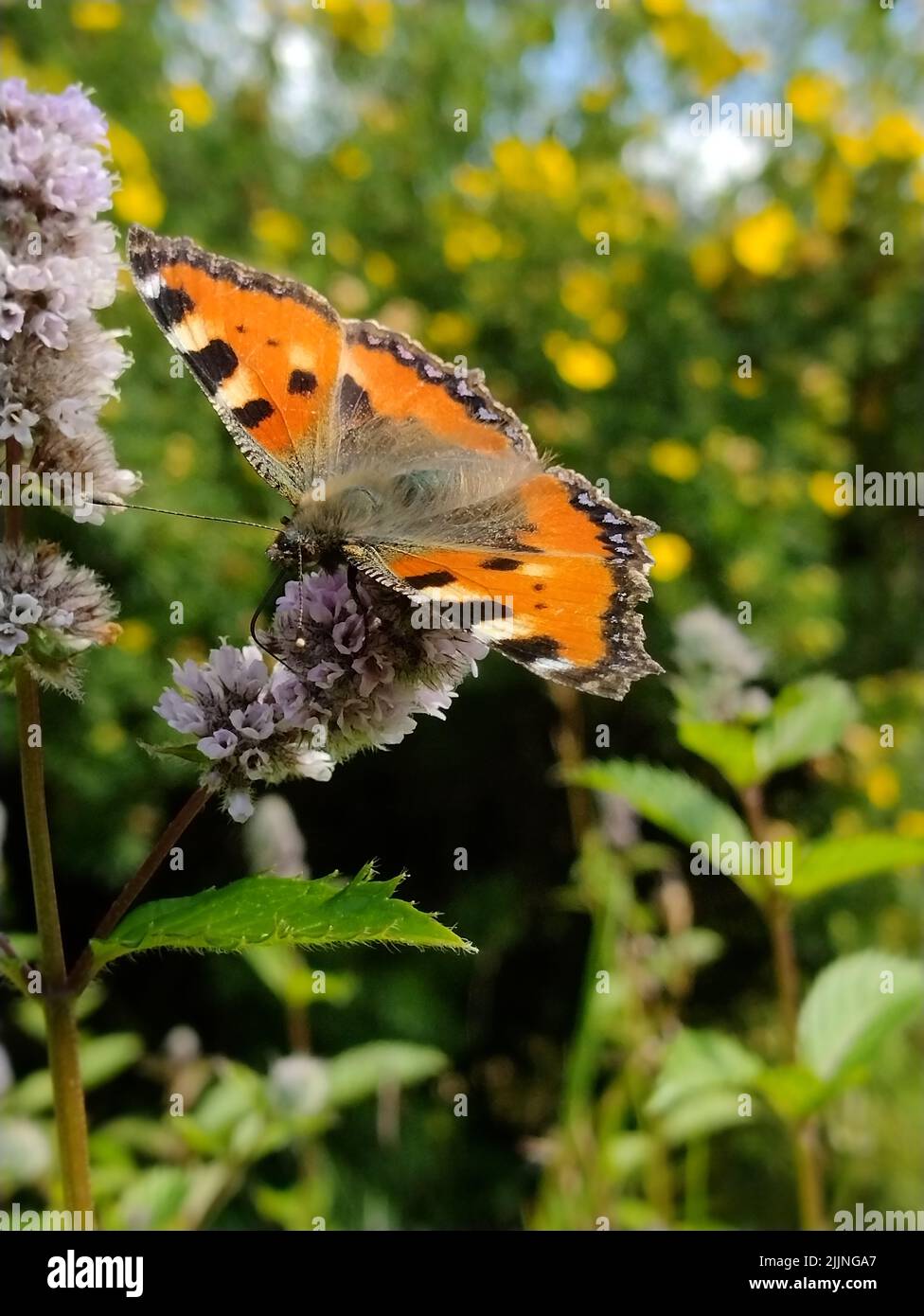 Kleine Vos op wilde munt zoekt nettare. Foto Stock