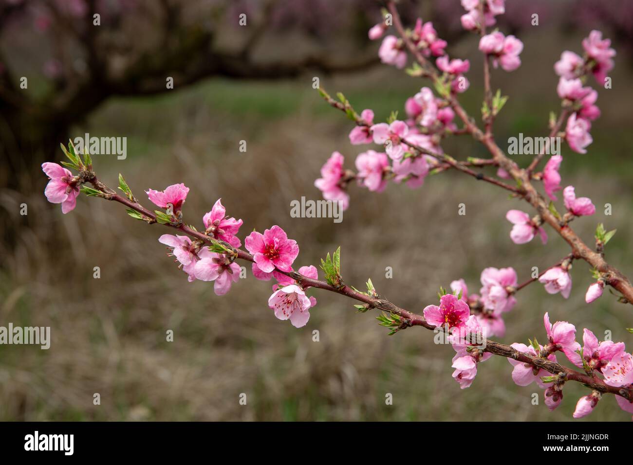 Un primo piano poco profondo di fiori di ciliegio (Prunus sargentii) Foto Stock