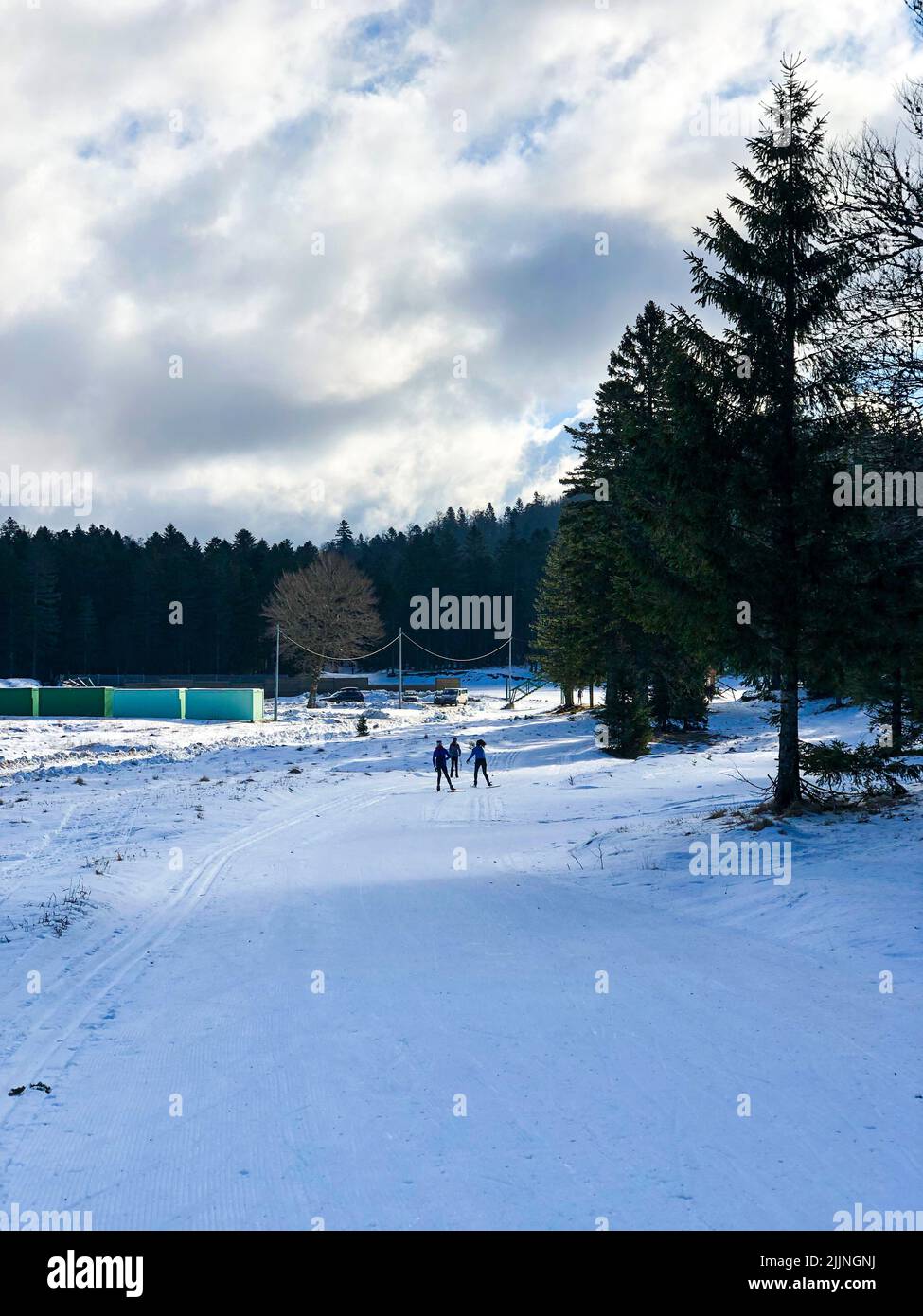 Una vista posteriore verticale delle persone che sciano nella foresta in una fredda giornata invernale Foto Stock