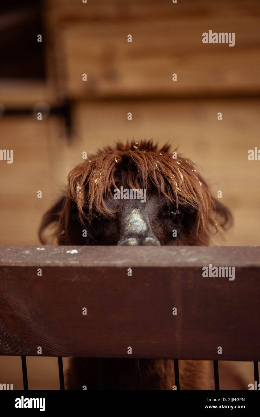 Un primo piano verticale di testa di alpaca semi-visibile dietro la recinzione Foto Stock