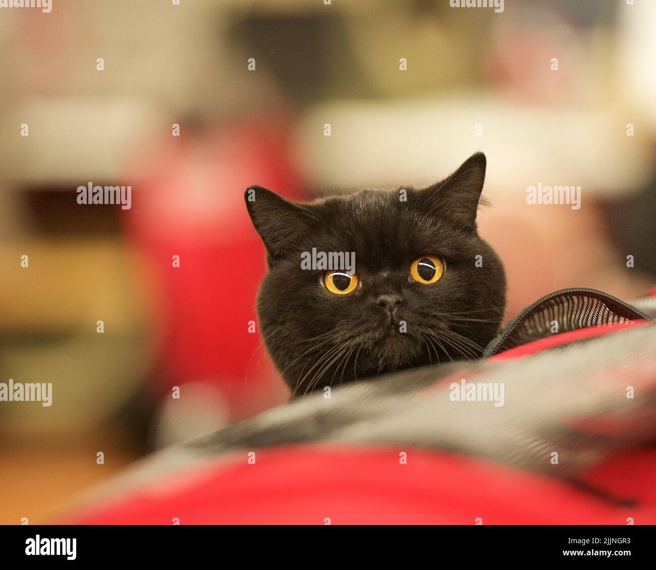 Primo piano del volto di un gattino Bombay nero Foto Stock