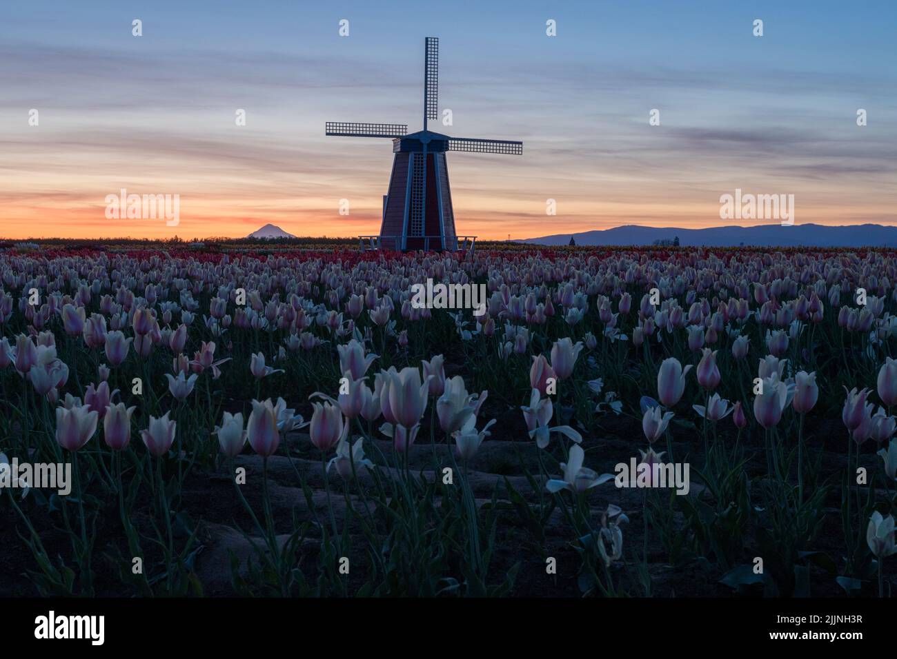 Il tramonto in un campo durante il festival di Tulip di pattino di legno con un mulino sullo sfondo Foto Stock