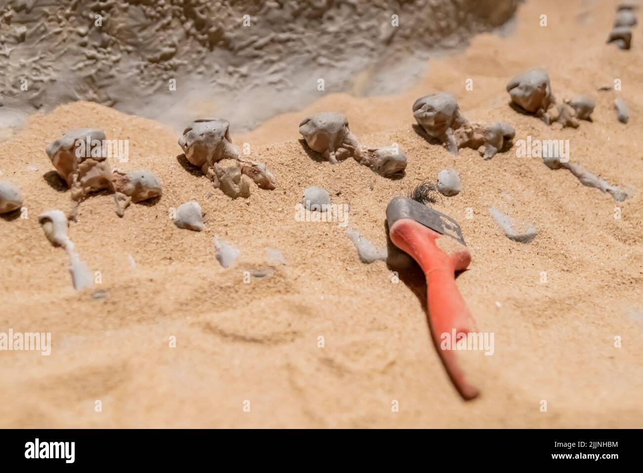 Un primo colpo di fossili di dinosauri e uno strumento archeologico adagiato su una sabbia Foto Stock