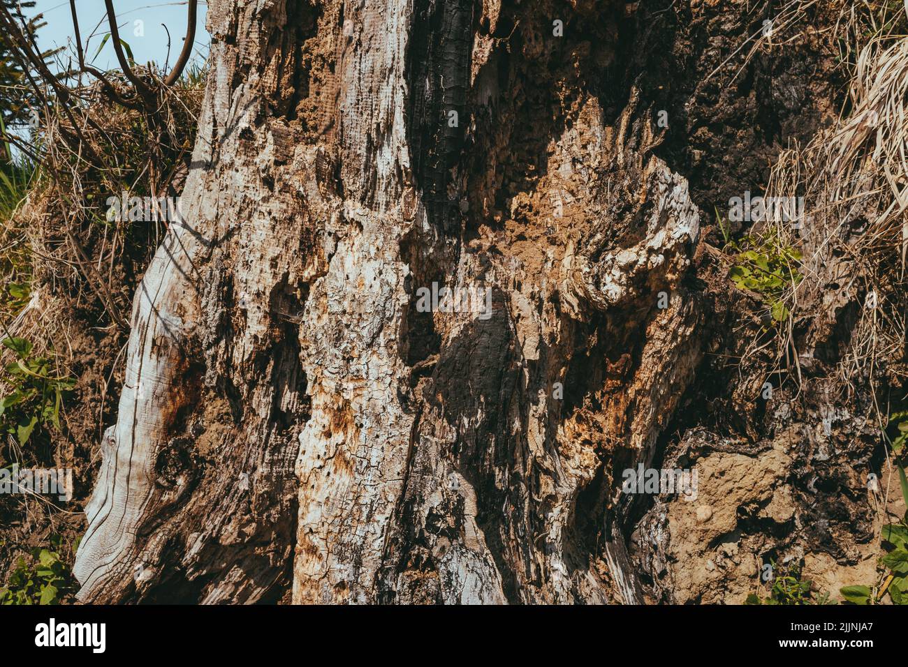 Un colpo di closeup di corteccia di albero con erbe essiccate Foto Stock