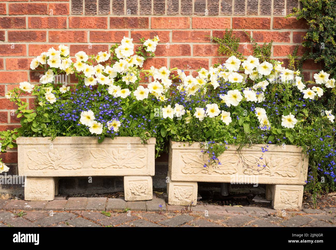 Limone Petunia Prism Sunshine F1 con lobelia blu trainato piantato in bacini di pietra Foto Stock