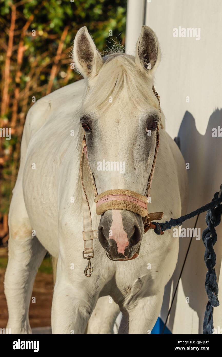 Un ritratto closeup di un bel cavallo bianco Foto Stock