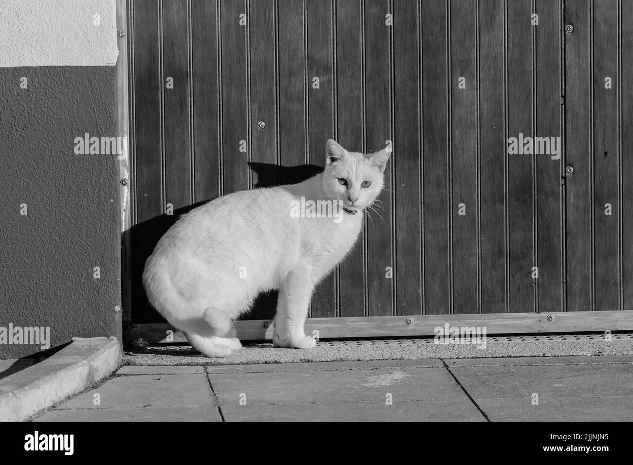 Una foto in scala di grigi di un ritratto di gatto bianco su uno sfondo di recinzione Foto Stock