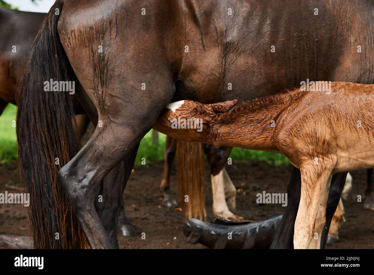 Un cavallo marrone che alimenta il nemico Foto Stock