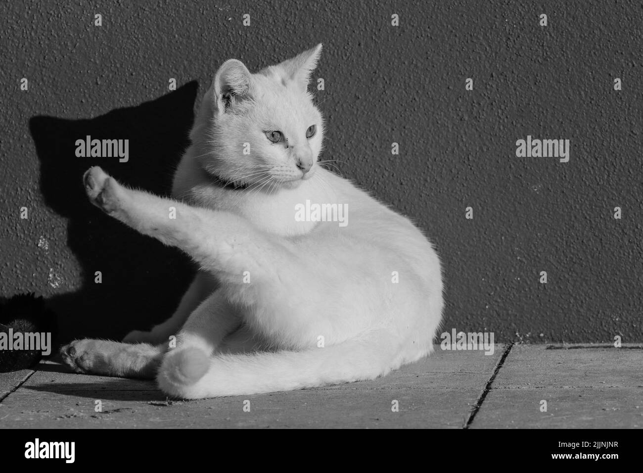Una foto in scala di grigi di un gatto carino seduto su un terreno Foto Stock