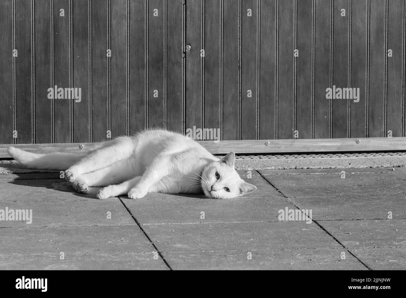 Una foto in scala di grigi di un gatto carino che giace a terra Foto Stock