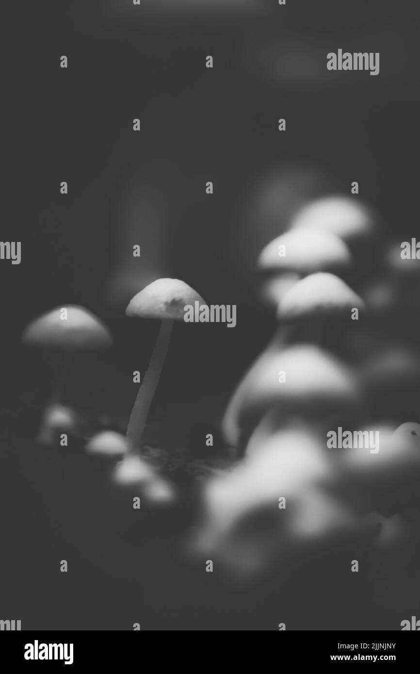 Un colpo di scala di grigi dei funghi crescenti nella foresta Foto Stock