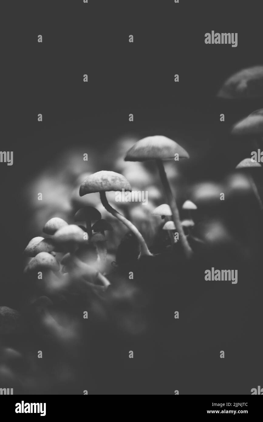 Un bel colpo di un mazzo di piccoli funghi isolati su uno sfondo sfocato - in scala di grigi Foto Stock