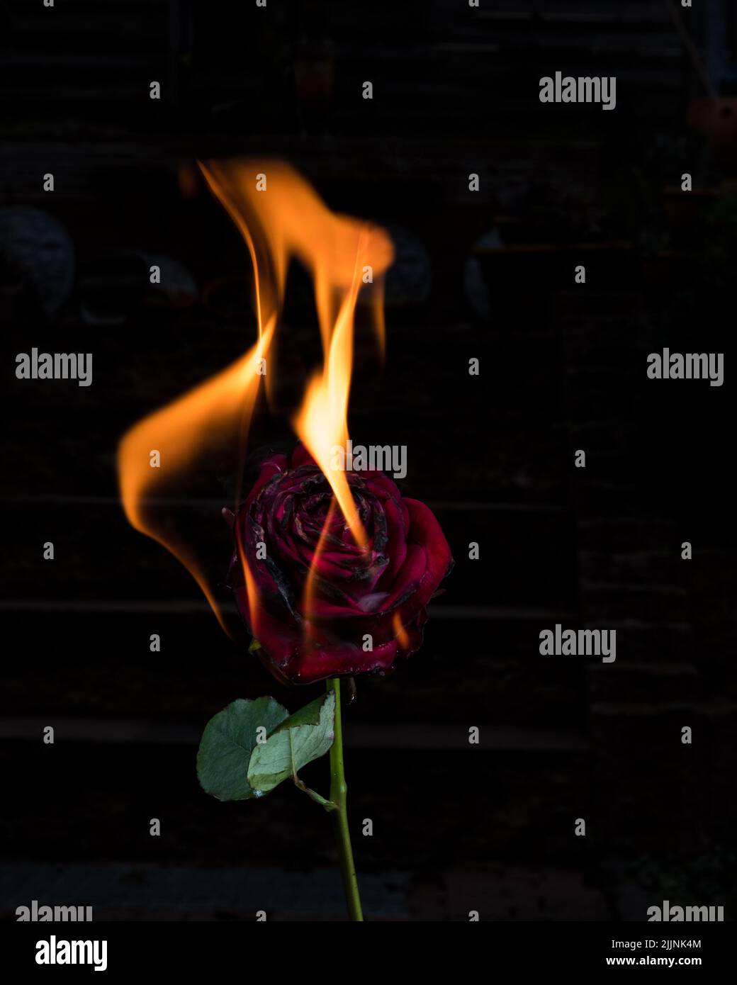 Un primo piano verticale della rosa rossa bruciante sullo sfondo nero Foto Stock