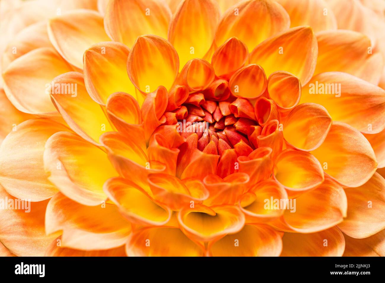 Primo piano di un fiore di Dahlia con petali di arancio morbido all'Abbazia di Anglesey Foto Stock