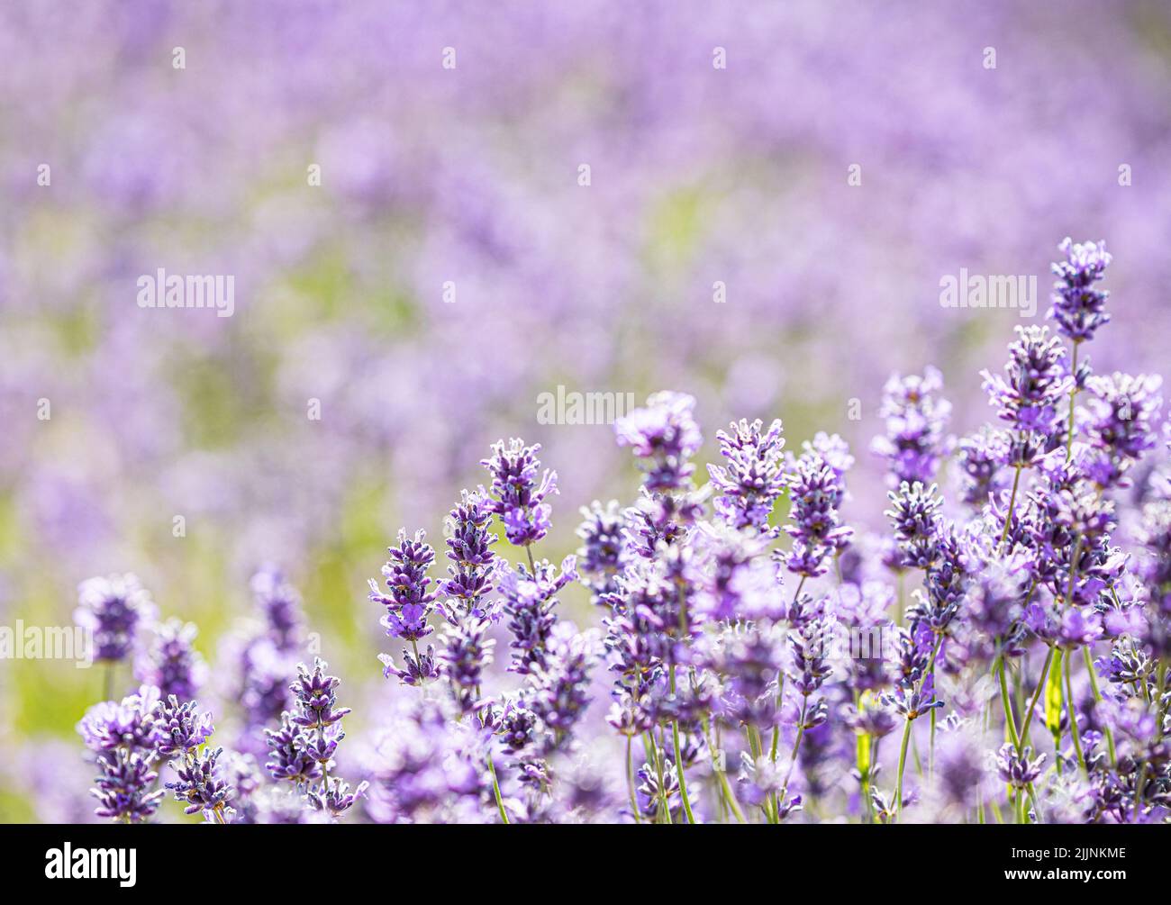 Un fuoco selettivo di grumi di fiori di lavanda viola a Cotswolds, fattoria di lavanda Snowshill Foto Stock
