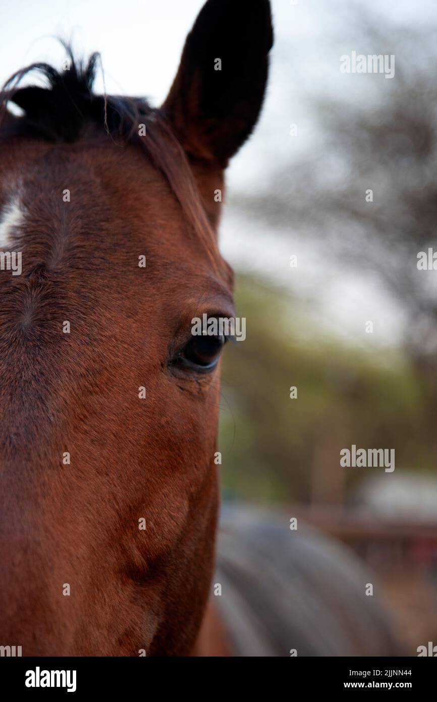 Primo piano del volto di un cavallo marrone Foto Stock