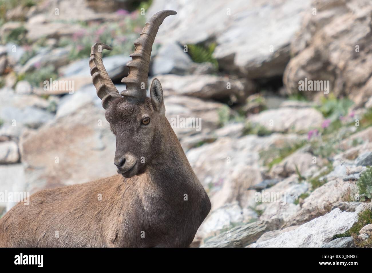 Capra stambecco marrone con corna lunghe e affilate sulla collina rocciosa Foto Stock