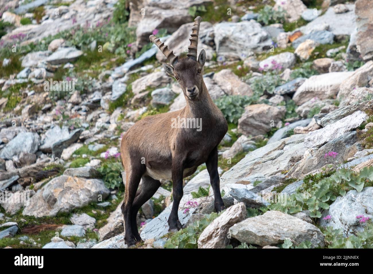 Una capra bruna dello stambecco alpino con corna lunghe e affilate sulla collina rocciosa Foto Stock