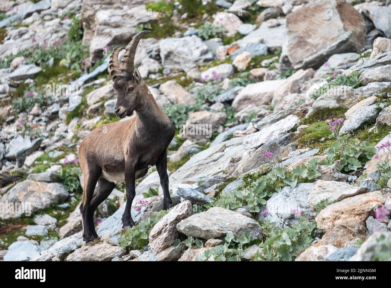 Una capra bruna dello stambecco alpino con corna lunghe e affilate sulla collina rocciosa Foto Stock