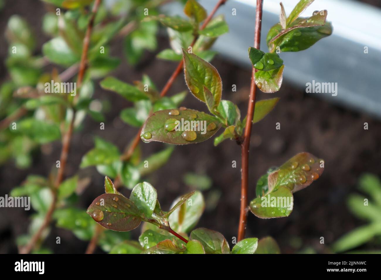 rose foglie con rugiada. mattina nel garden.plants dopo la pioggia Foto Stock