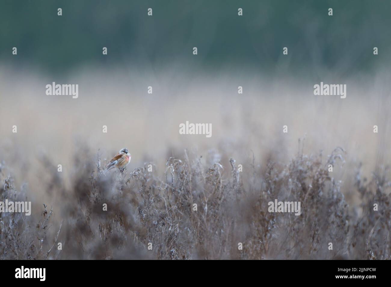 Un uccello comune del linnet in fogliame denso in giorno nuvoloso Foto Stock