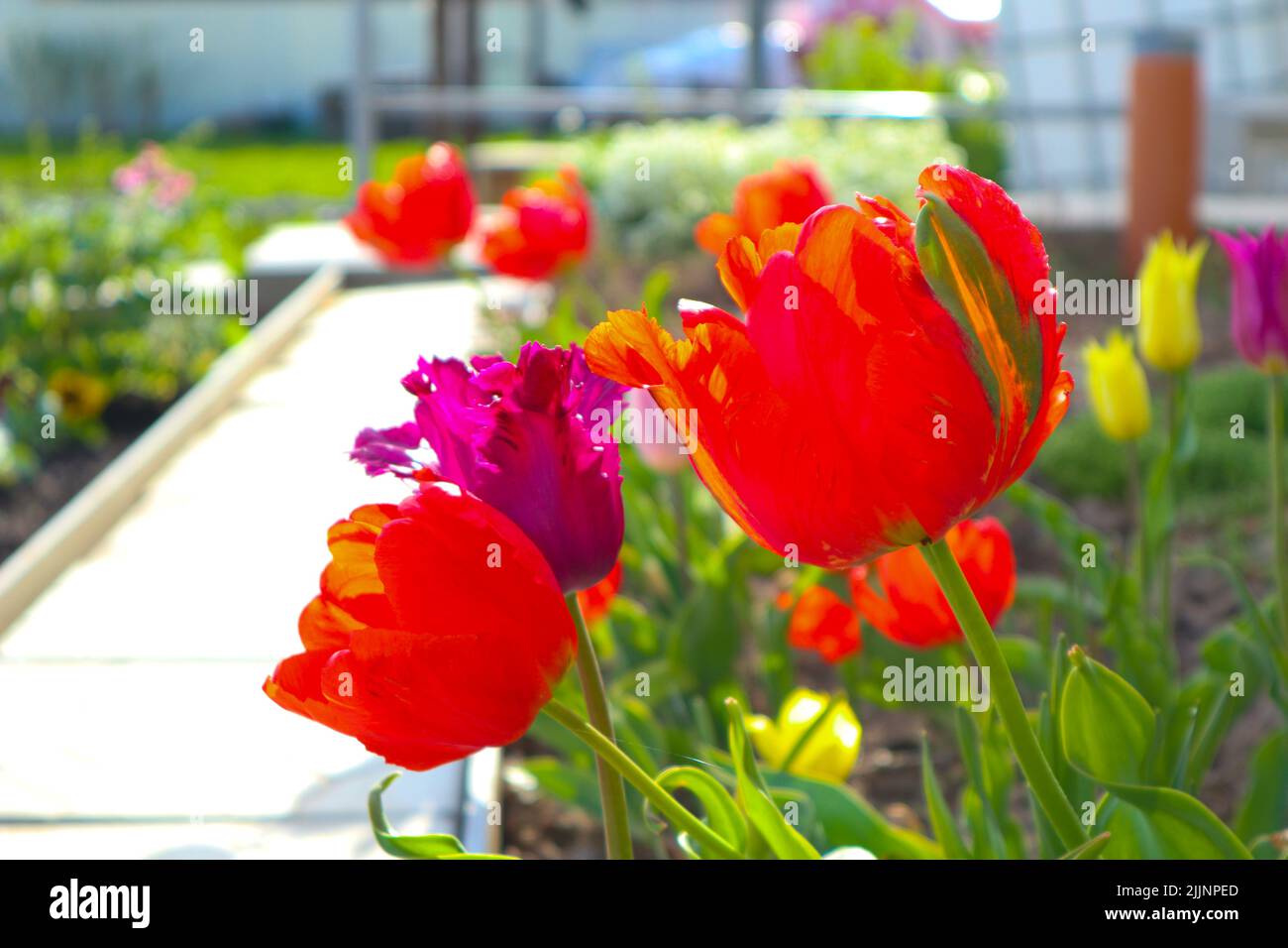 terry tulipano primo piano. bellissimi fiori da giardino. fiori in un letto di fiori Foto Stock