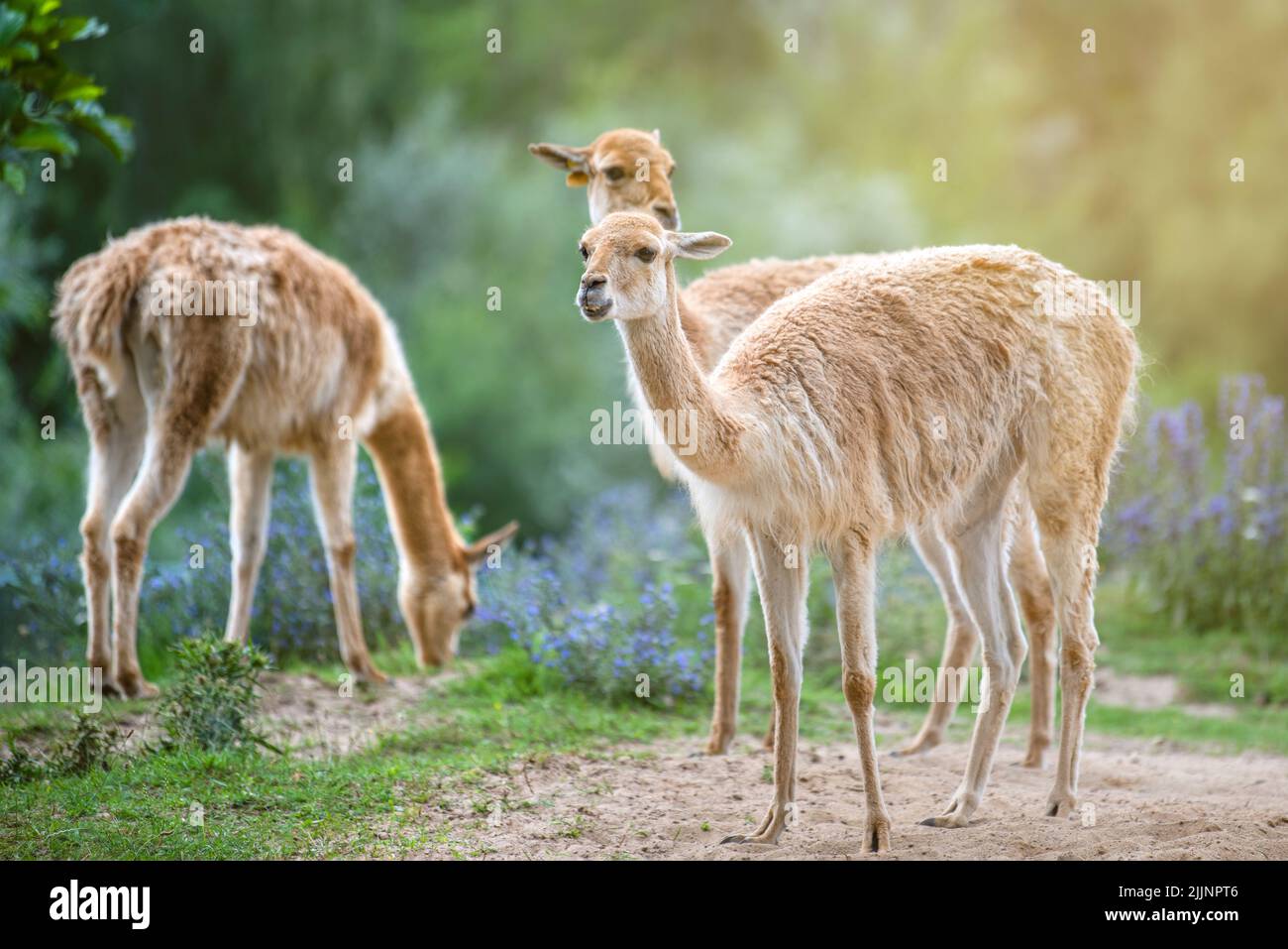Vicuna. Diverse vicune si levano in piedi su un hillock nel sole di sera e mangiano l'erba. Un animale simile a un lama o alpaca. Foto Stock