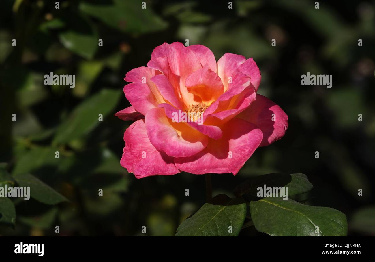 Rose di varietà e specie diverse primo piano Foto Stock